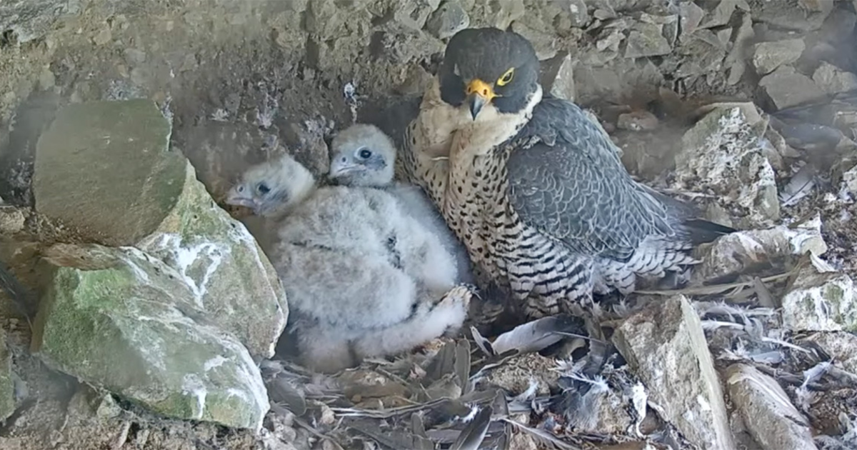 Expert Peregrine Falcon viewing tips from Alcatraz Biologist Lidia