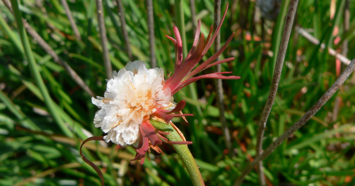 Pink Sea Thrift | Golden Gate National Parks Conservancy