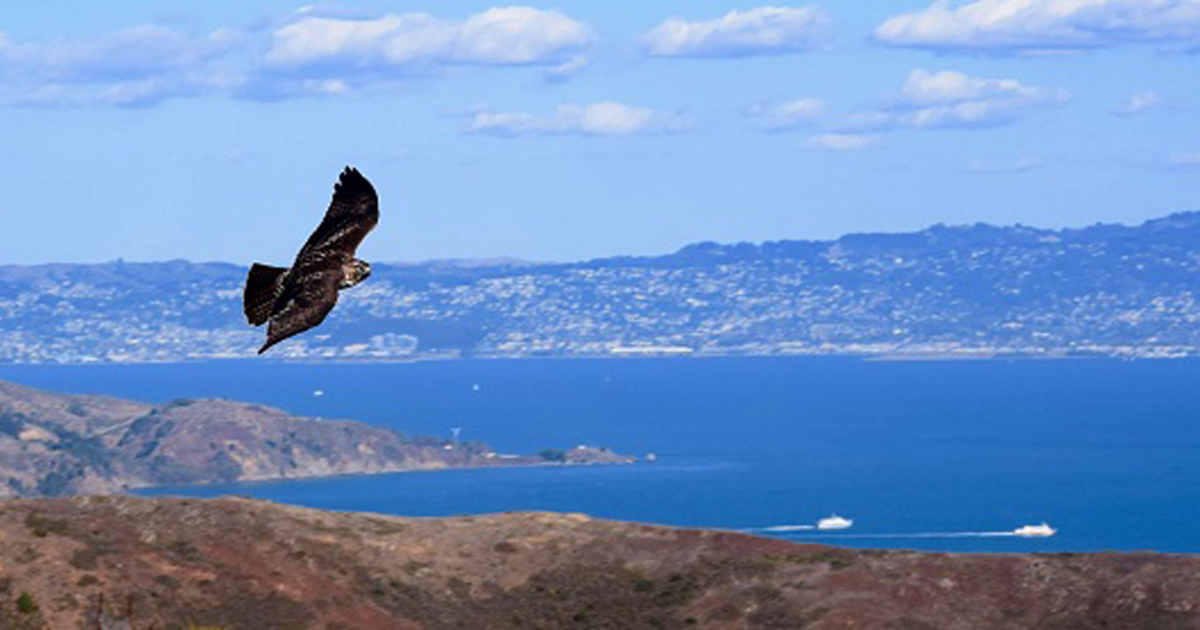 Raptor ID Class on Hawk Hill with Allen Fish | Golden Gate National ...