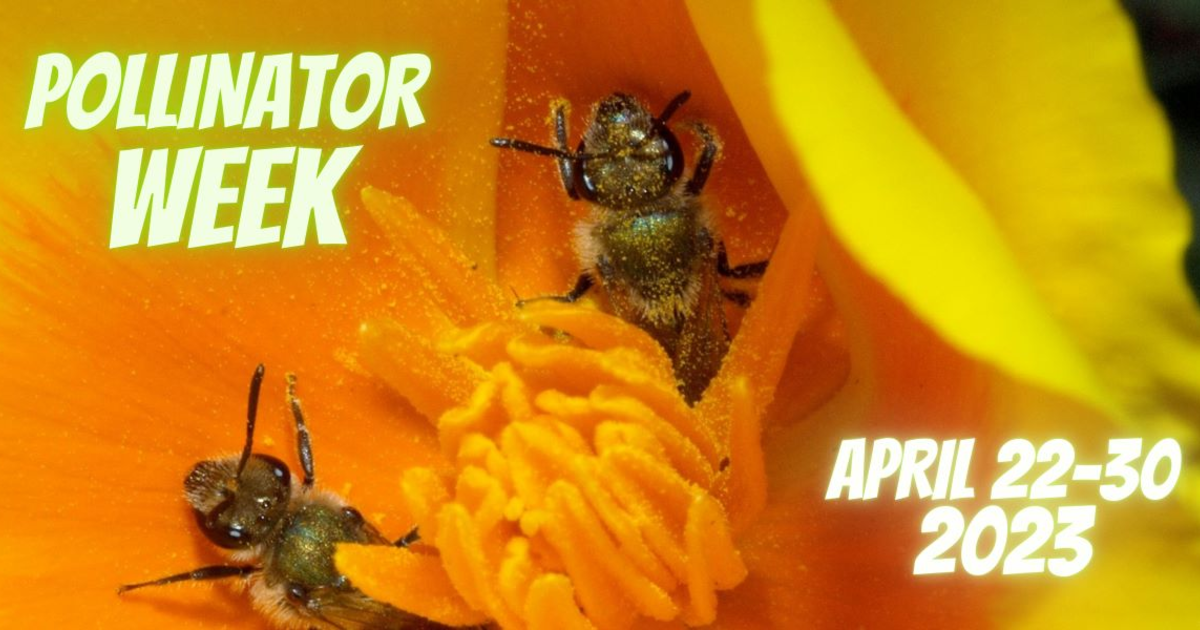 Pollinator Week 2023 | Golden Gate National Parks Conservancy
