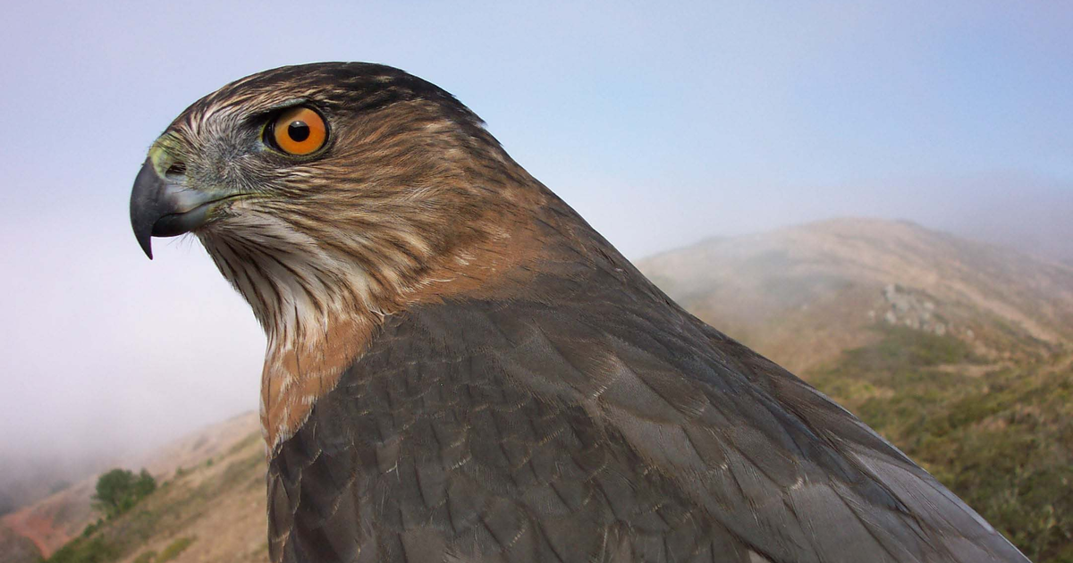 Pacific Raptor Pacific Raptor Report Fall 2024 Test Report Page | Golden Gate National ...