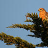 Red-Shouldered Hawk sitting in a tree