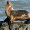 Sea lion sunning itself near Point Reyes