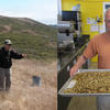 A group collects seed in a grassland. A volunteer holds a tray of seeds.