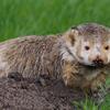 Badger photographed by Vishal Subramanyan