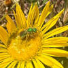 A California pollinator explores a brilliant yellow flower.